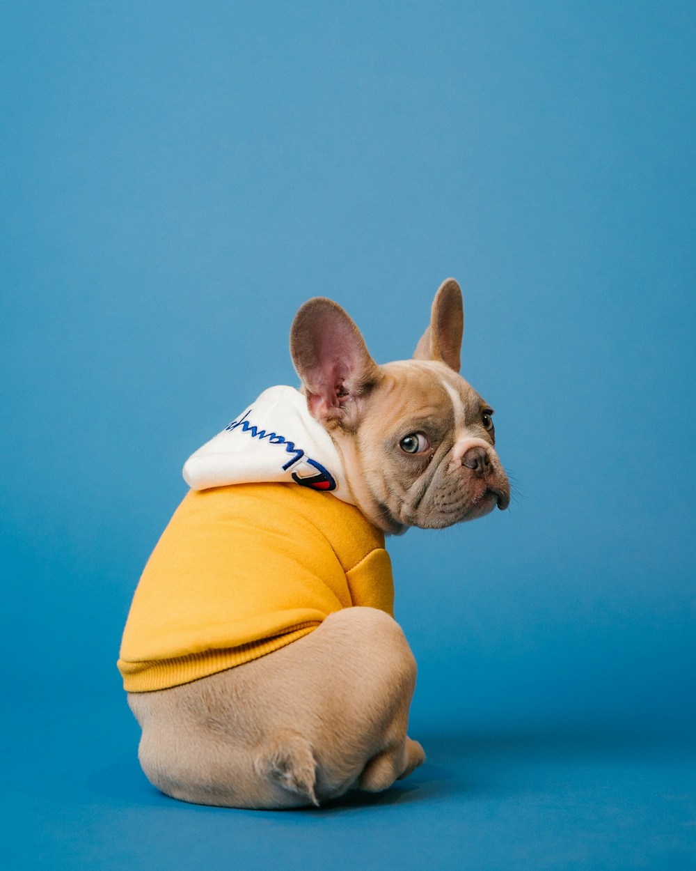Cachorro com roupa amarela sobre fundo azul